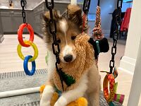 2025-09 Lexie copy 2 ...and, boy, does she love toys!